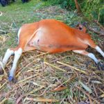 Virus Jembrana Virus Jembrana